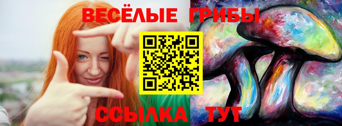 Псилоцибиновые грибы Psilocybe Соль-Илецк